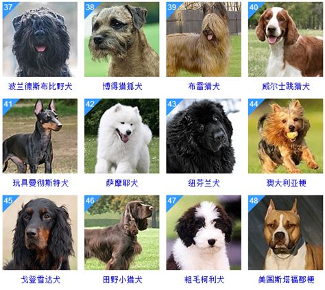 咖啡色狗品種|犬種一覽 